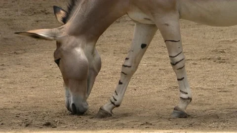  Close up of Somali wild ass donkey Stock Footage 135232155