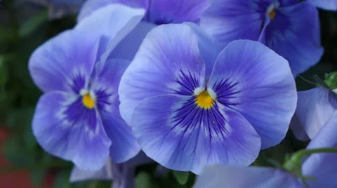 Close up of some blue pansy ( viola x wittrockiana ) flowers are moving in br Vidéo 37291630