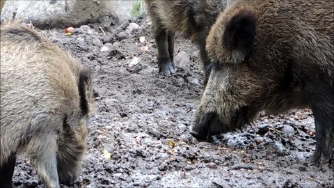 Close-up of some boars digging for food Stock Footage 91375968
