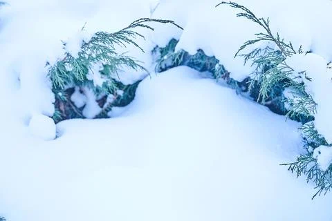A close-up of some of the branches of the thuja are covered with the first snow Stock Photos