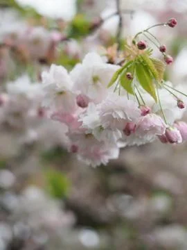 A close up of some cherry blossom on a tree 스톡 사진