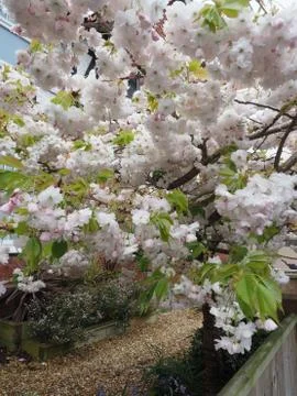 A close up of some cherry blossom on a tree Stock Photos