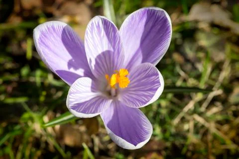 Close up of some crocuses in spring Stock Photos