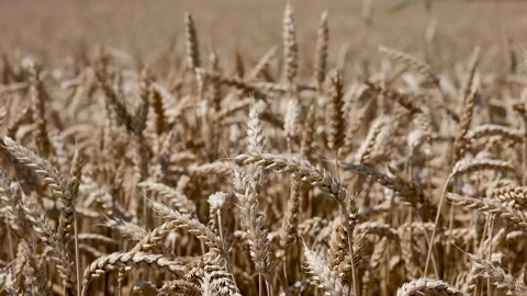 Close up of some ears of wheat in a field Stock-Footage 135673261