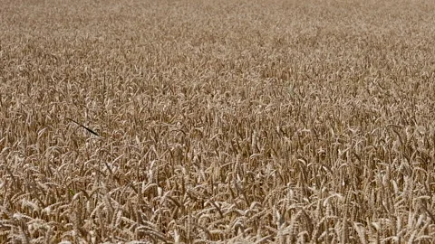 Close up of some ears of wheat in a field Stock-Footage 135673271