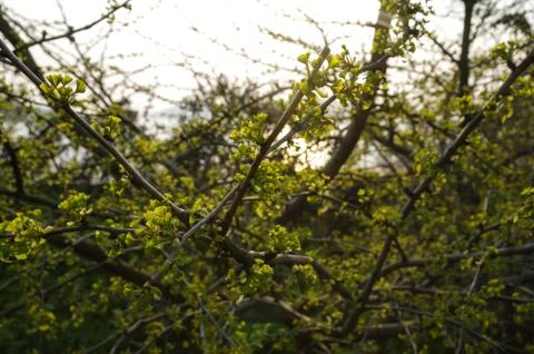 A Close-up of Some Flowers on the Tree Stock Photos