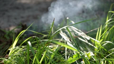 A close up of some grass with a lot of smoke Stock Footage 246788319