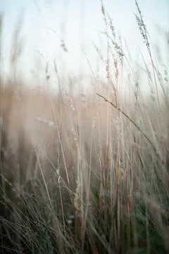 A close up of some grass Stock Photos
