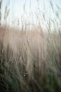 A close up of some grass Stock Photos