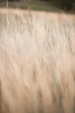A close up of some grass Stock Photos
