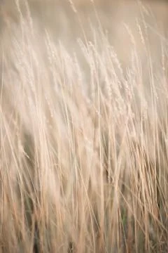 A close up of some grass Stock Photos