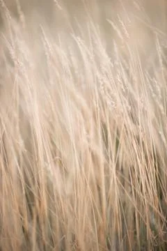 A close up of some grass Stock Photos