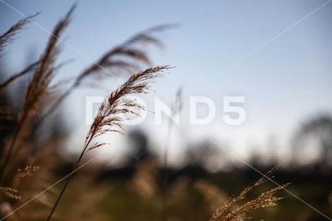 Close up of some heat branches with blue sky Stock Photos