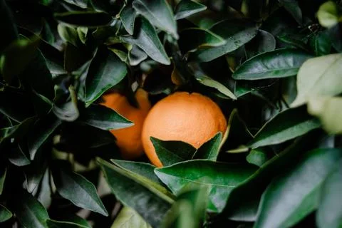 Close-up of some hidden oranges behind the tree leaves Fotos de archivo