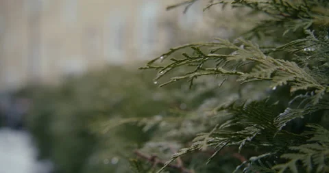 Close up of some leaves in winter Stock Footage 233963540