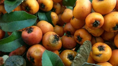 Close-up to some medlars Stock Footage 132992630