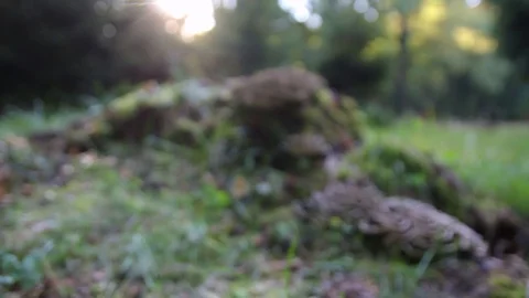 Close up of some mushrooms on a tree trunk 库存影片 93355627