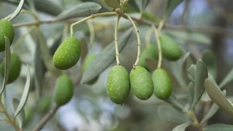 Close-up of some olive fruit in a branch tree. Stock Footage 231553200