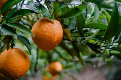 Close-up of some oranges hanging from the tree Fotos de archivo