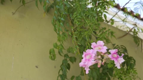 Close-up of some pink and white roses on a tree branch Stock Footage 150676973