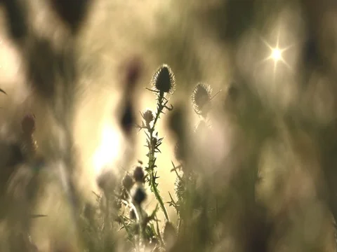 Close up of some plant 스톡 동영상 85106522