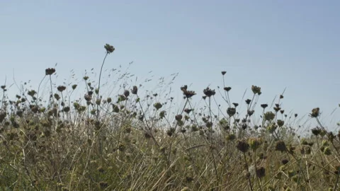 Close Up Of Some Plants And Grass In Slow Motion Video stock 97387006