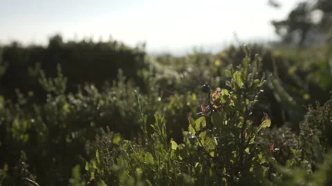 Close up on some plants in a field Stock Footage 131511194