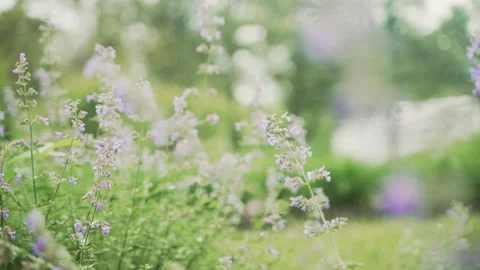 A Close Up of some Purple Flowers in the Spring Stock Footage 221206124