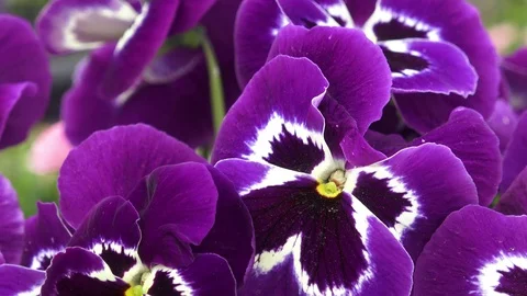 Close up of some purple pansy ( Viola x wittrockiana ) Stock Footage 88712871