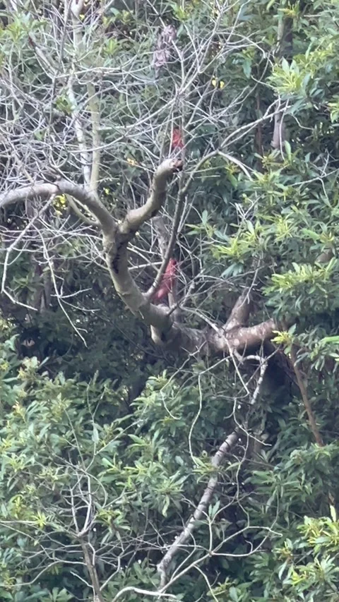 Close up of some red cardinals bouncing amongst tree branches Video stock 196881841