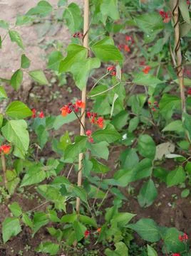 Close up of some runner beans growing Stock Photos