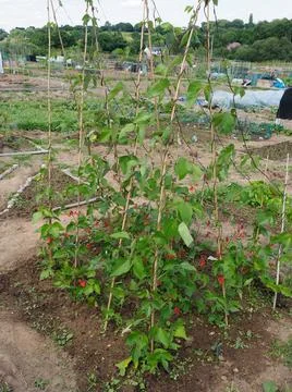 Close up of some runner beans growing 스톡 사진