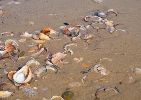 Close-up of some shells half buried in the sand at the beach Stock Photos