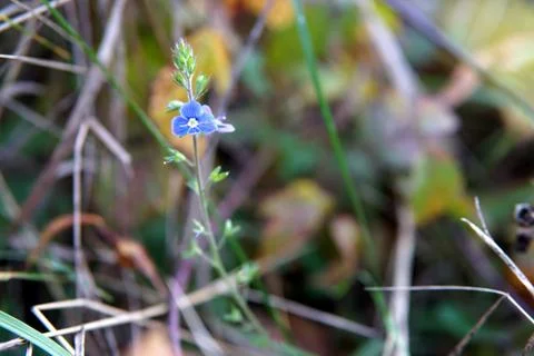 Close-up of some small blue forest flower. Stock Photos