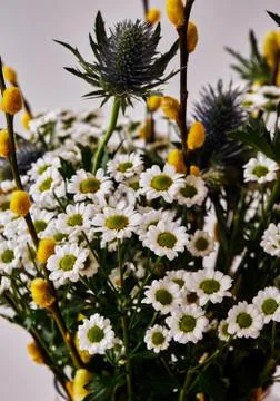 Close up of some spring flowers Stock Photos