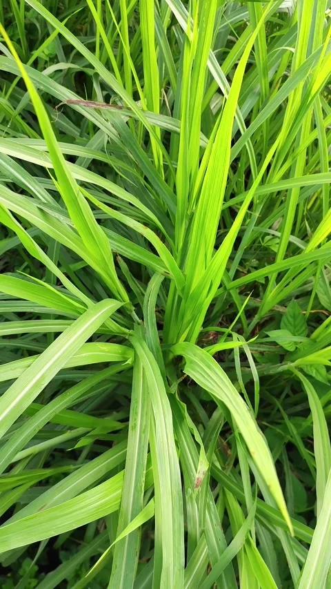 A close up of some tall grass in portrait view Stock Footage 306541254