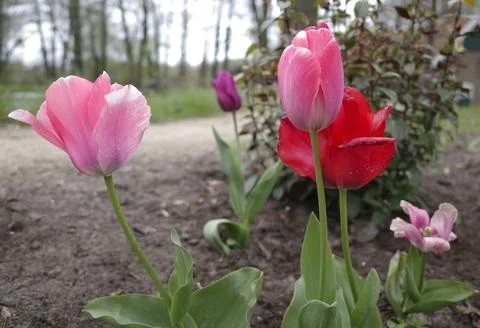 Close up of some tulips Stock Photos