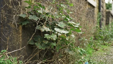 Close up of some weeds growing in a back street in England Video stock 117426955