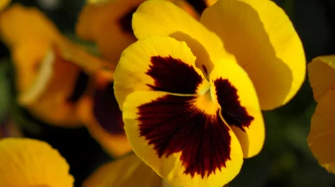 Close up of some yellow pansy ( viola x wittrockiana ) flowers are moving in Video stock 37291588