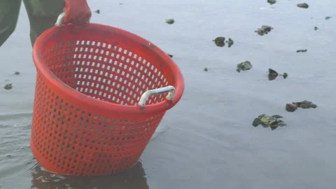 Close up of someones boots as they move through the water looking for oysters Stock Footage 233205852