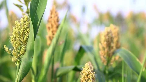 Close up of sorghum fields and corns swinging in the winds 60 FPS FHD Stock Footage 130796006