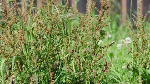 Close-up, Sorrel Seed Heads Growing in Overgrown Garden Grass Vidéo 339301743