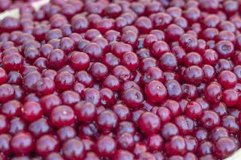 Close of sour cherries Stock Photos
