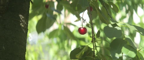 Close-up of sour cherry on orchard tree scope 5.7K footage Stock Footage 312200196