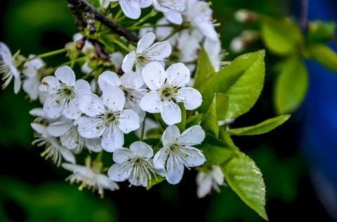 Close-up of Sour Cherry (Prunus cerasus) Blossoms in Spring Stock Photos