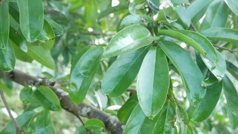 Close up of soursop tree leaves that are still wet after the rain Stock-Footage 292863815