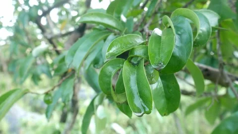 Close up of soursop tree leaves still wet after rain Stock-Footage 292886447