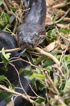 Close-up of a Southern African Rock Python at Kalimba Reptile Farm, Lusaka, Zamb Stock Photos