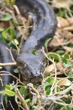 Close-up of a Southern African Rock Python at Kalimba Reptile Farm, Lusaka, Zamb 写真素材