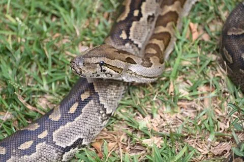 Close-up of a Southern African Rock Python at Kalimba Reptile Farm, Lusaka, Zamb Foto stock